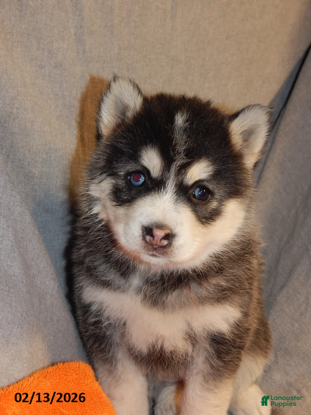 Pomsky dogs for sale: Senesa - Ad 1