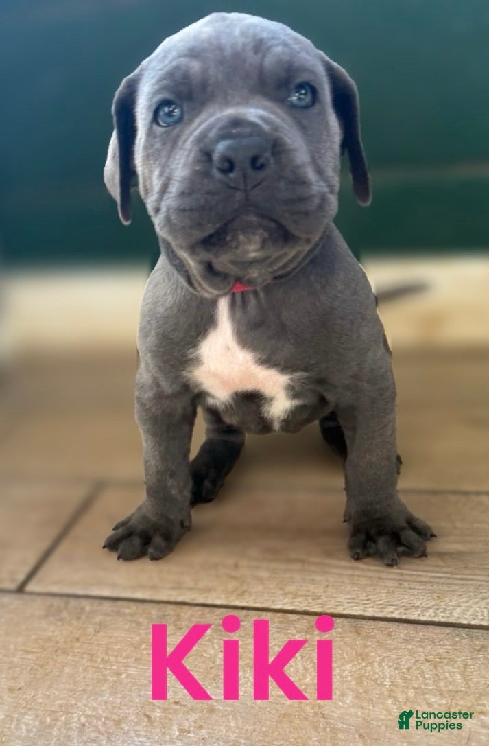 Cane Corso dogs Kiki - Ad 8