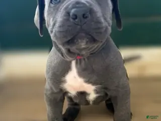 Cane Corso dogs Kiki - Ad 8