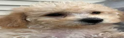 Miniature Labradoodle dogs for sale: Gigi - Ad 6