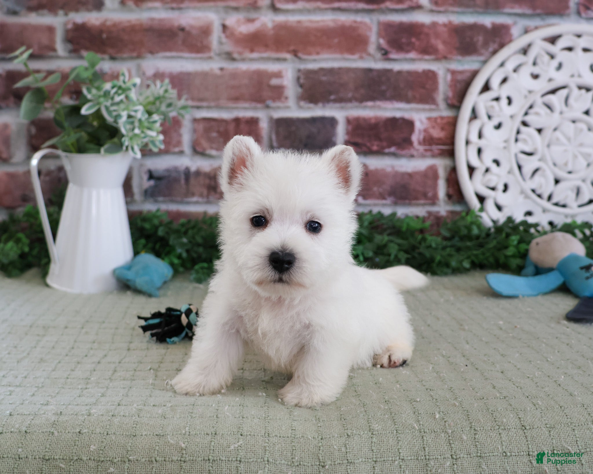 West Highland Terrier dogs Hamish - Ad 12