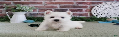 Hamish