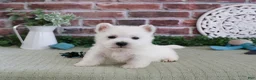 West Highland Terrier dogs for sale: Hamish - Ad 1