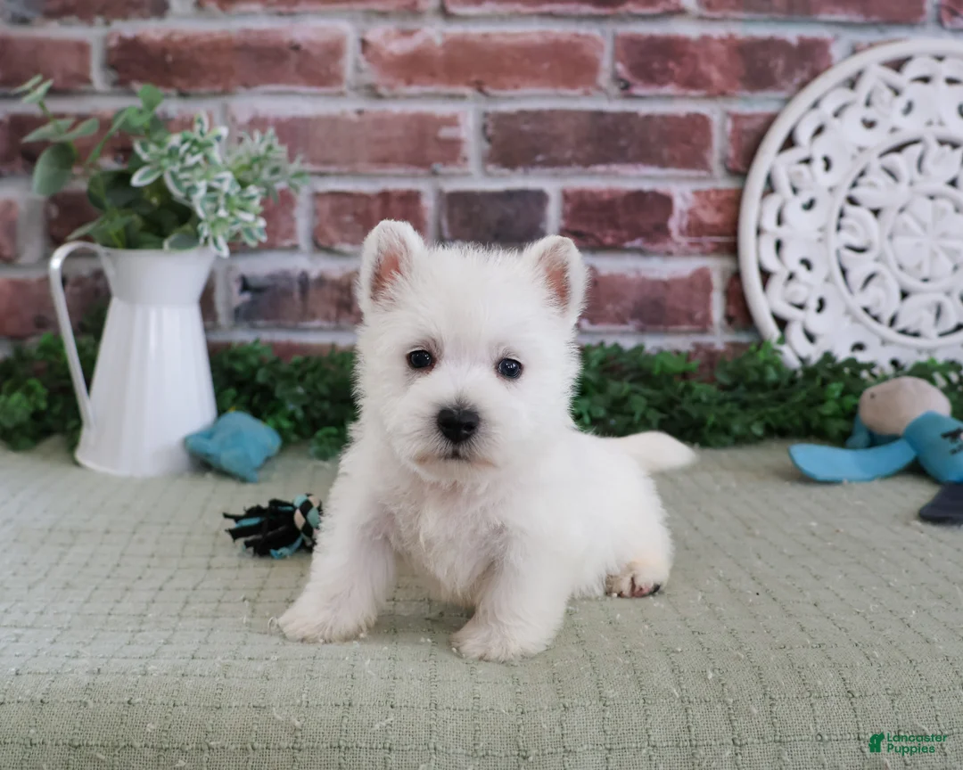 West Highland Terrier dogs for sale: Hamish - Ad 1