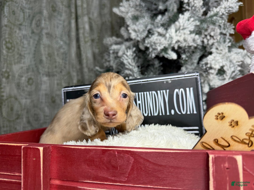 Miniature Dachshund dogs for sale: Bright blue eye - Ad 13