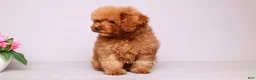 Toy Poodle dogs for sale: Francisca teddy bear dream  - Ad 3