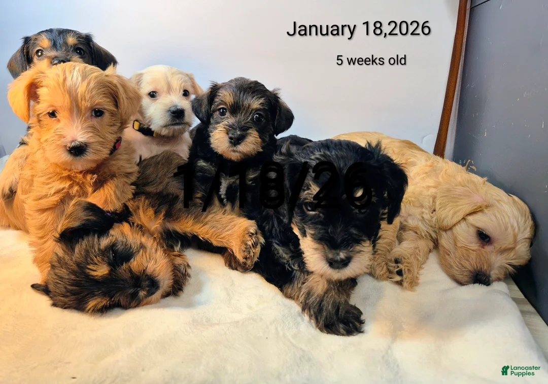 Mixed Breed dogs for sale: Mixed Breed Puppy 4 - Ad 4