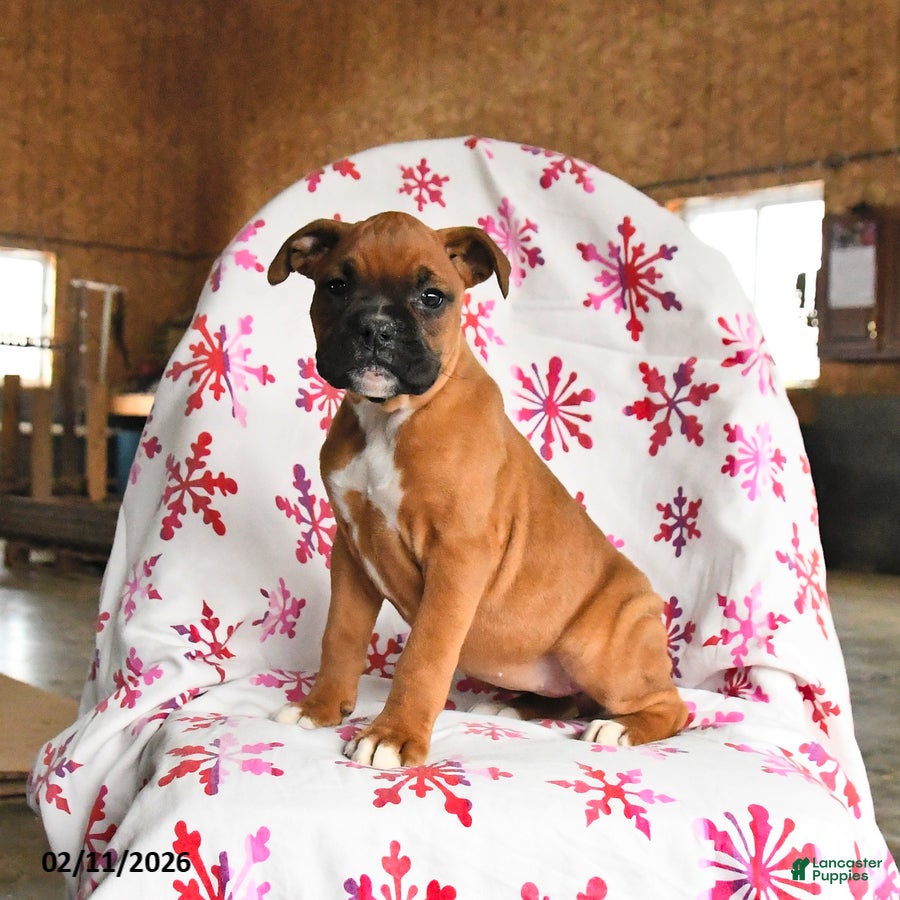 Boxer dogs Melody - Ad 2