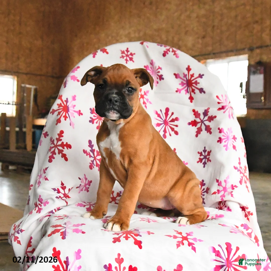 Boxer dogs for sale: Melody - Ad 2