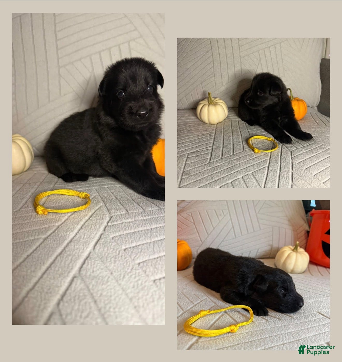 German Shepherd dogs for sale: Astro - Ad 2