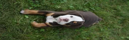 Beabull dogs for sale: Echo - Ad 10