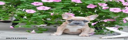 French Bulldog dogs for sale: Fable - Ad 1