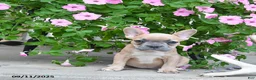 French Bulldog dogs for sale: Fable - Ad 1