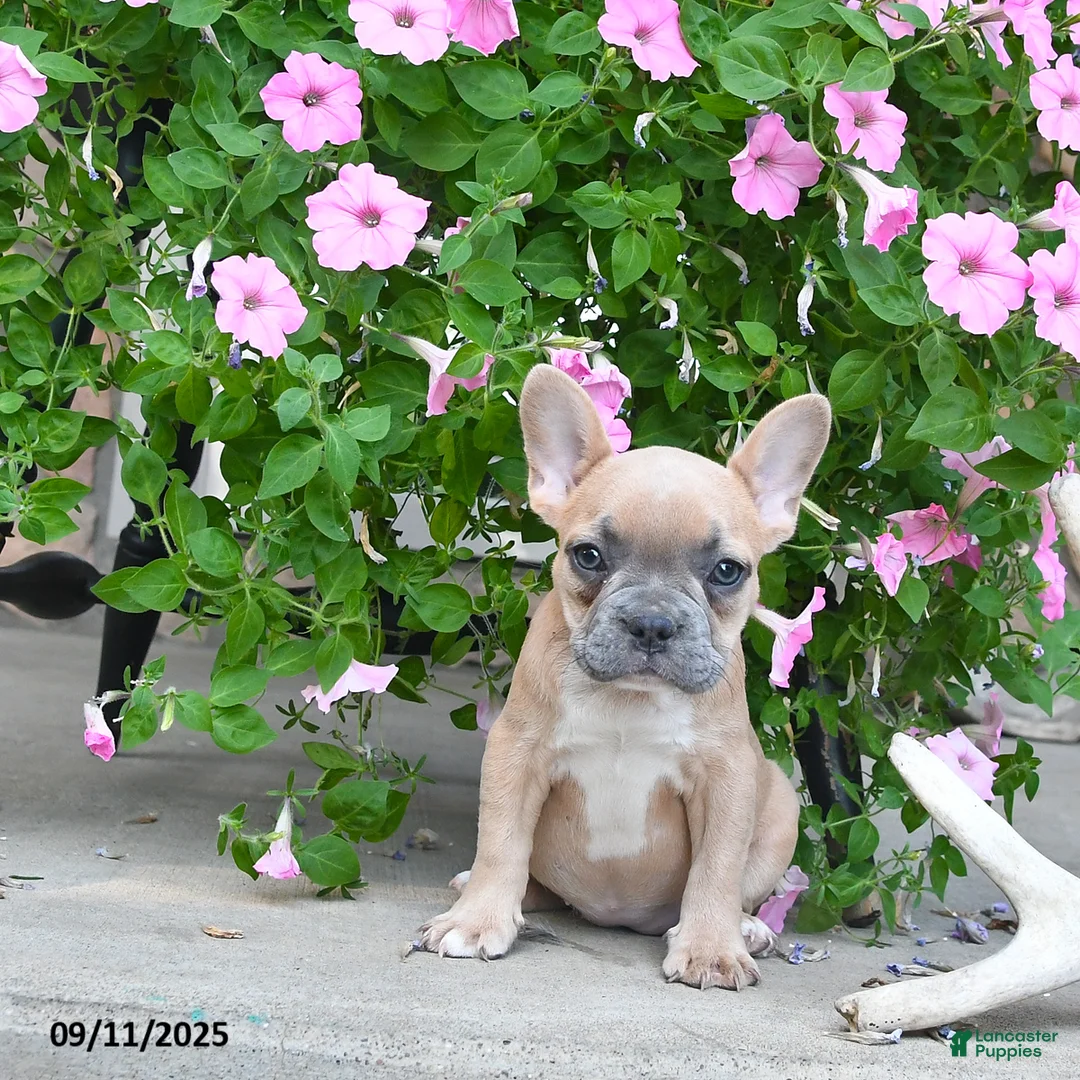 French Bulldog dogs for sale: Fable - Ad 1