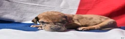Great Dane dogs for sale: Great Dane - Hot Pink - Fawn Merle (Scooby Doo) - Ad 5