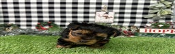 Yorkshire Terrier dogs for sale: Teddy - Ad 8