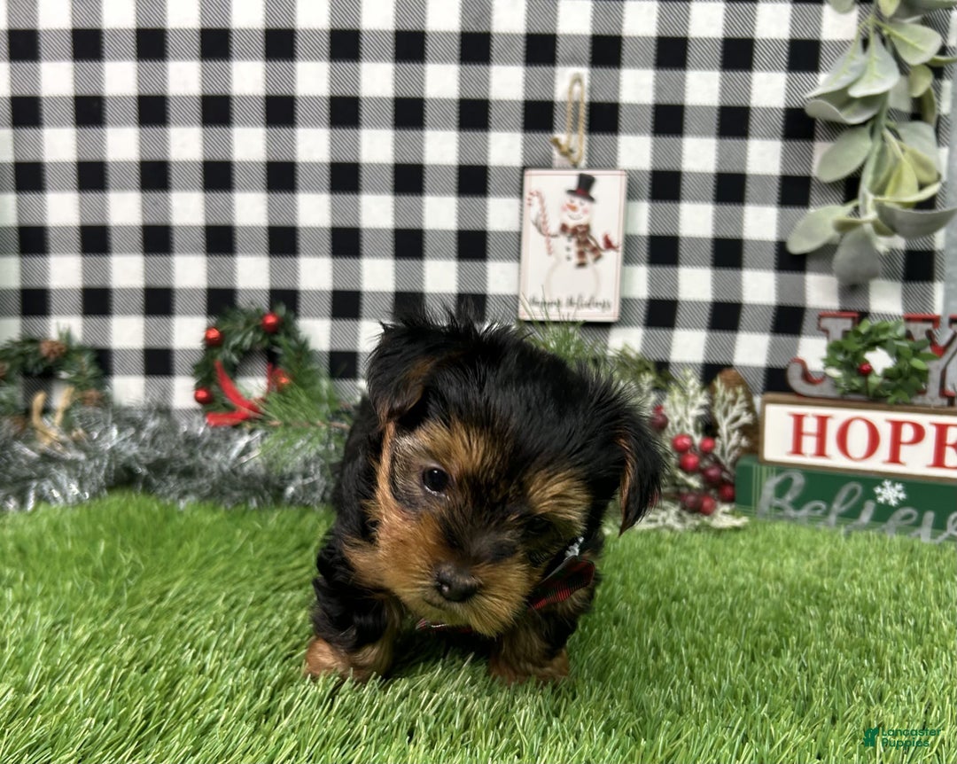 Yorkshire Terrier dogs for sale: Teddy - Ad 8