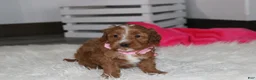Cockapoo dogs for sale: Felicity  - Ad 7