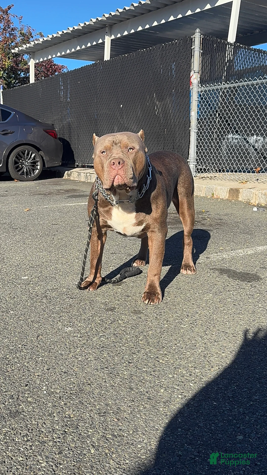 American Bully dogs for stud: ZPB BIG BANKS - Ad 8