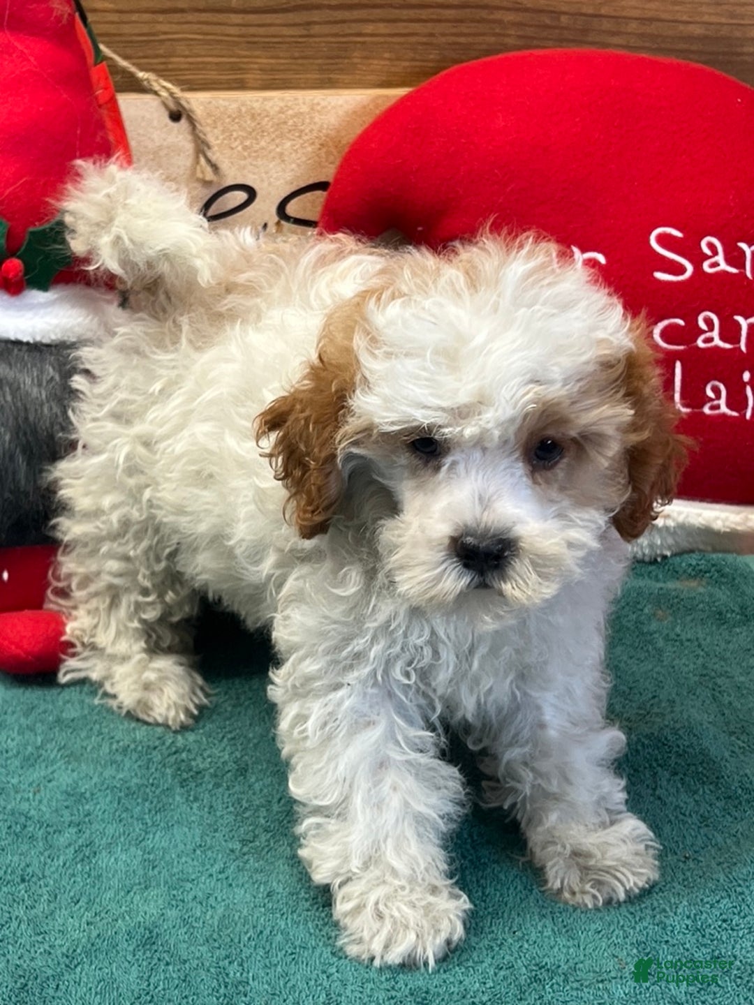Maltipoo dogs for sale: Dolly - Ad 3