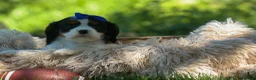Cavalier King Charles Spaniel dogs for sale: Dotsn 🐾 - Ad 8