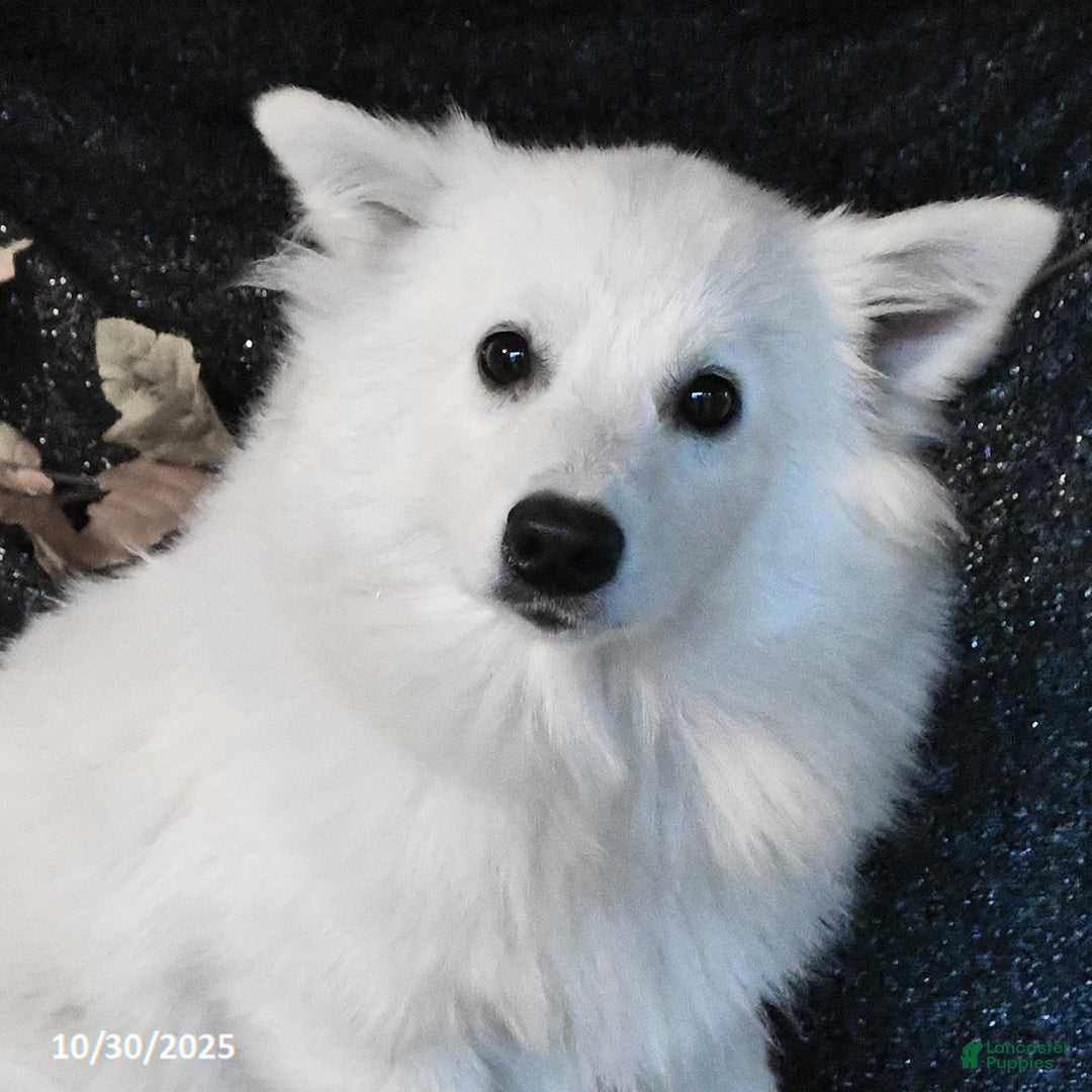 American Eskimo dogs for sale: Prince     - Ad 2