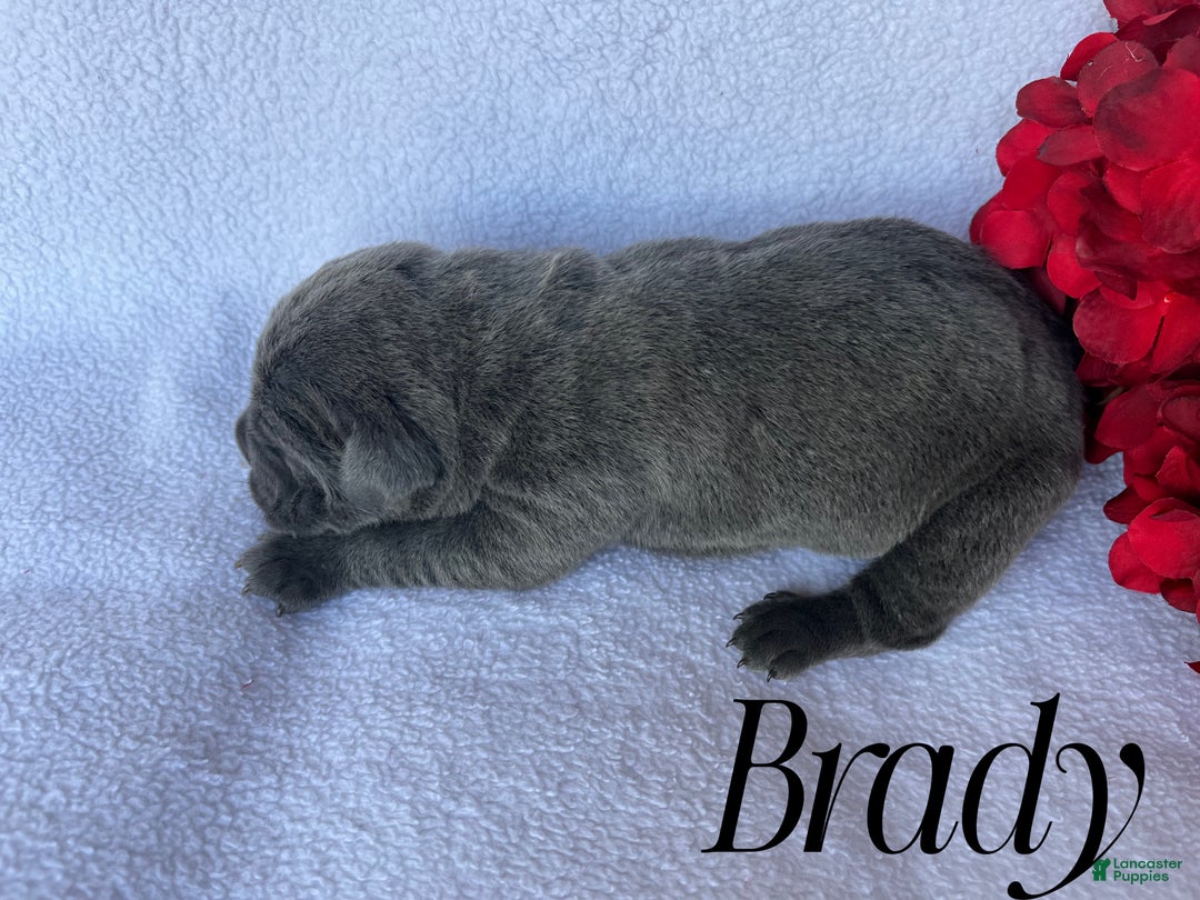 Cane Corso dogs for sale: Brady - Ad 3