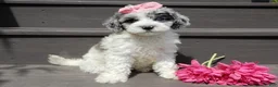 Sheepadoodle dogs for sale: Willow - Ad 1