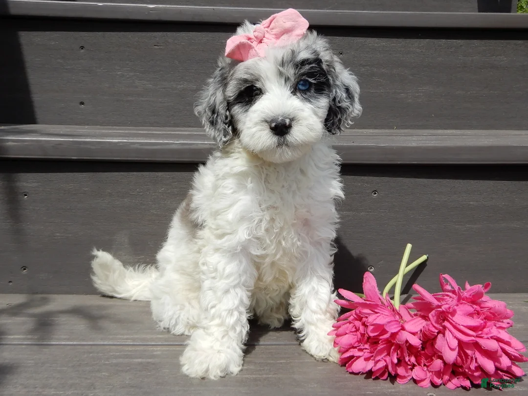 Sheepadoodle dogs for sale: Willow - Ad 1
