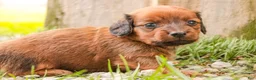 Miniature Dachshund dogs for sale: Tony - Ad 3