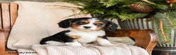 Cavalier King Charles Spaniel dogs for sale: Milkyway - Ad 1