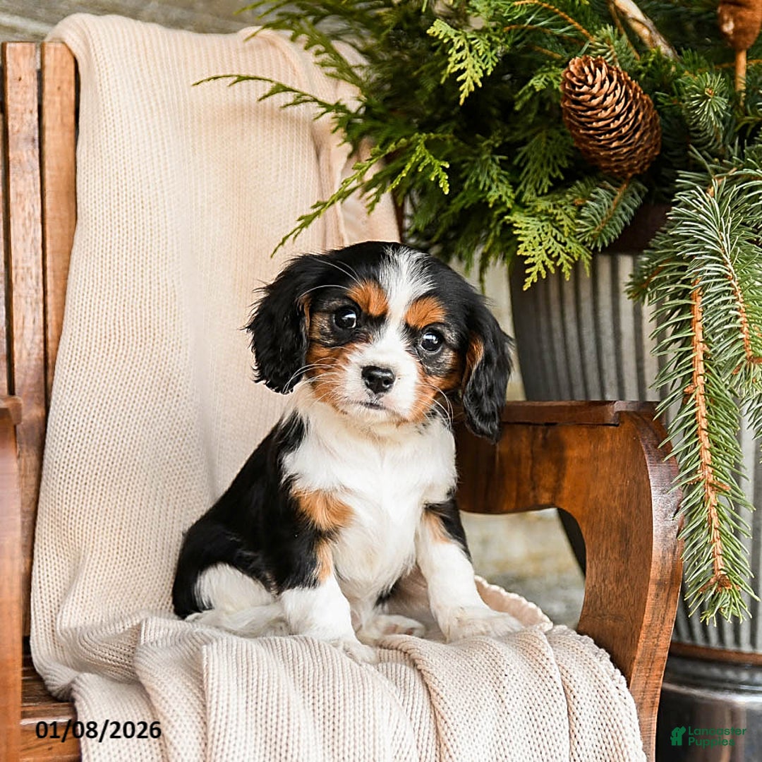 Cavalier King Charles Spaniel dogs for sale: Milkyway - Ad 1