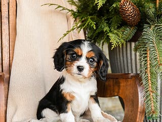 Cavalier King Charles Spaniel dogs Milkyway - Ad 32