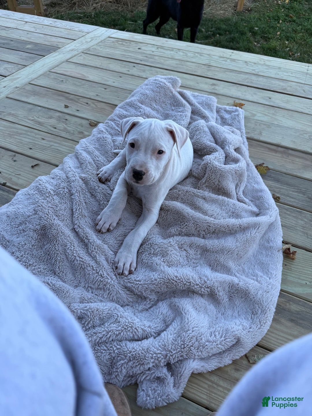 Dogo Argentino dogs for sale: Puppy M3 - Ad 56
