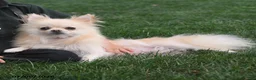 Pomeranian dogs for sale: Honey Bee - Ad 4