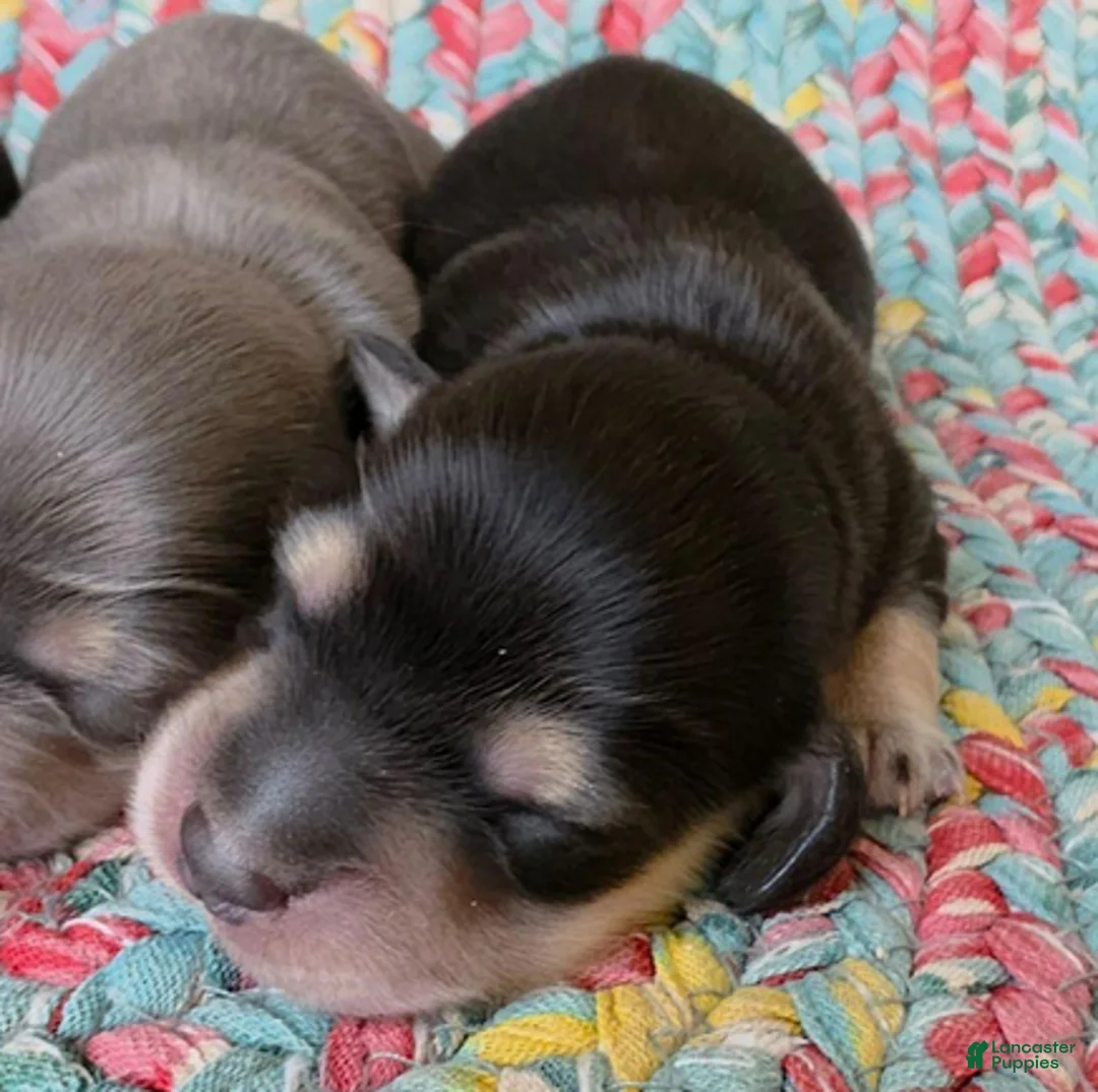 Dachshund dogs for sale: Reba black and cream - Ad 1