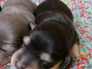 Dachshund dogs for sale: Reba black and cream - Ad 1