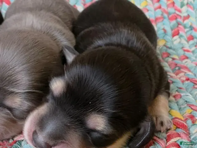 Dachshund dogs for sale: Reba black and cream - Ad 1