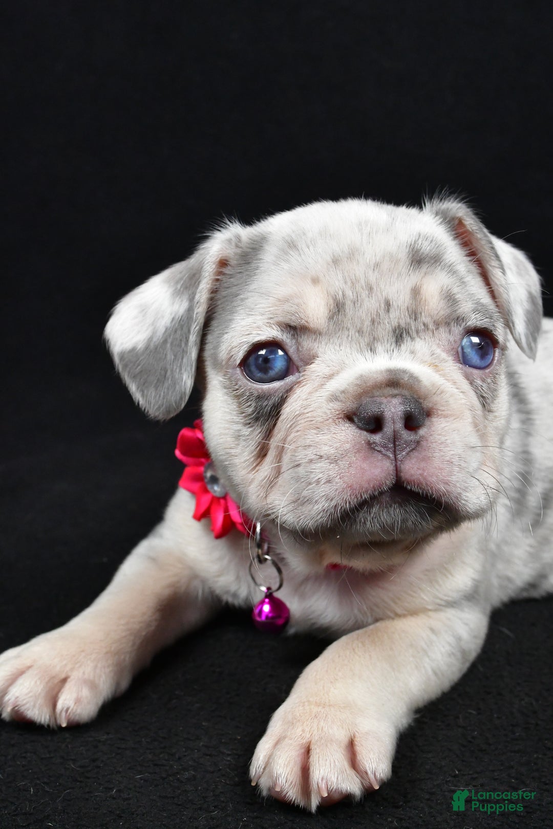 French Bulldog dogs for sale: Wanda - Ad 6