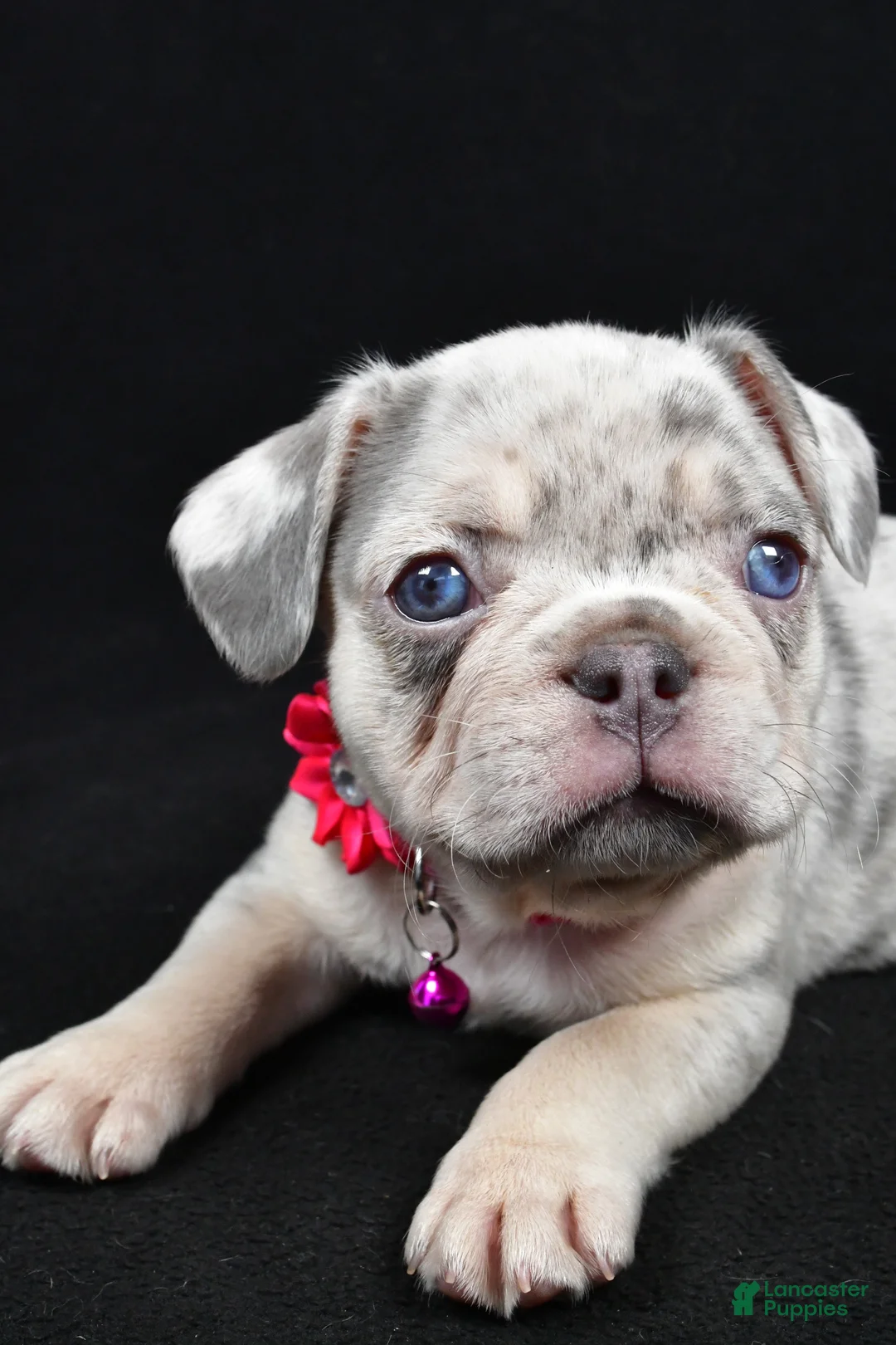 French Bulldog dogs for sale: Wanda - Ad 6