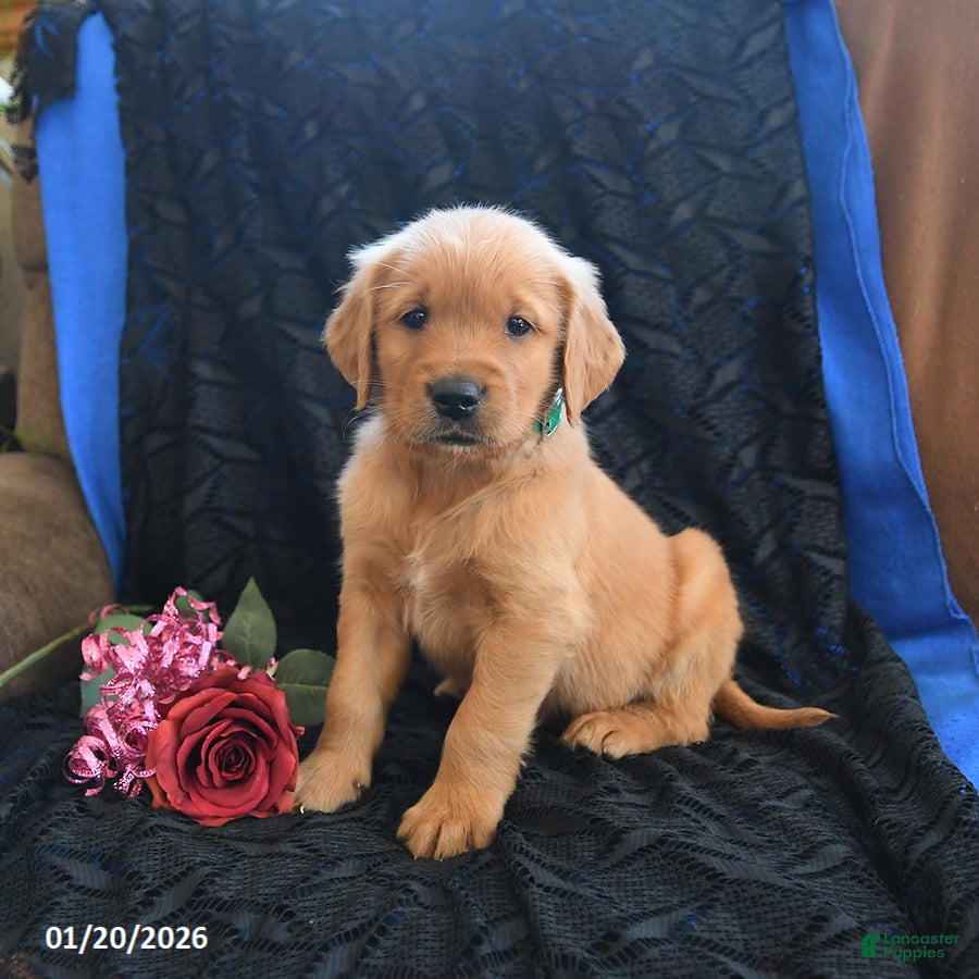 Golden Retriever dogs Jorden - Ad 3