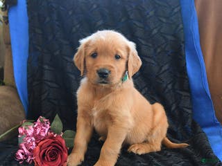 Golden Retriever dogs Jorden - Ad 12