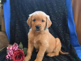 Golden Retriever dogs Jorden - Ad 12