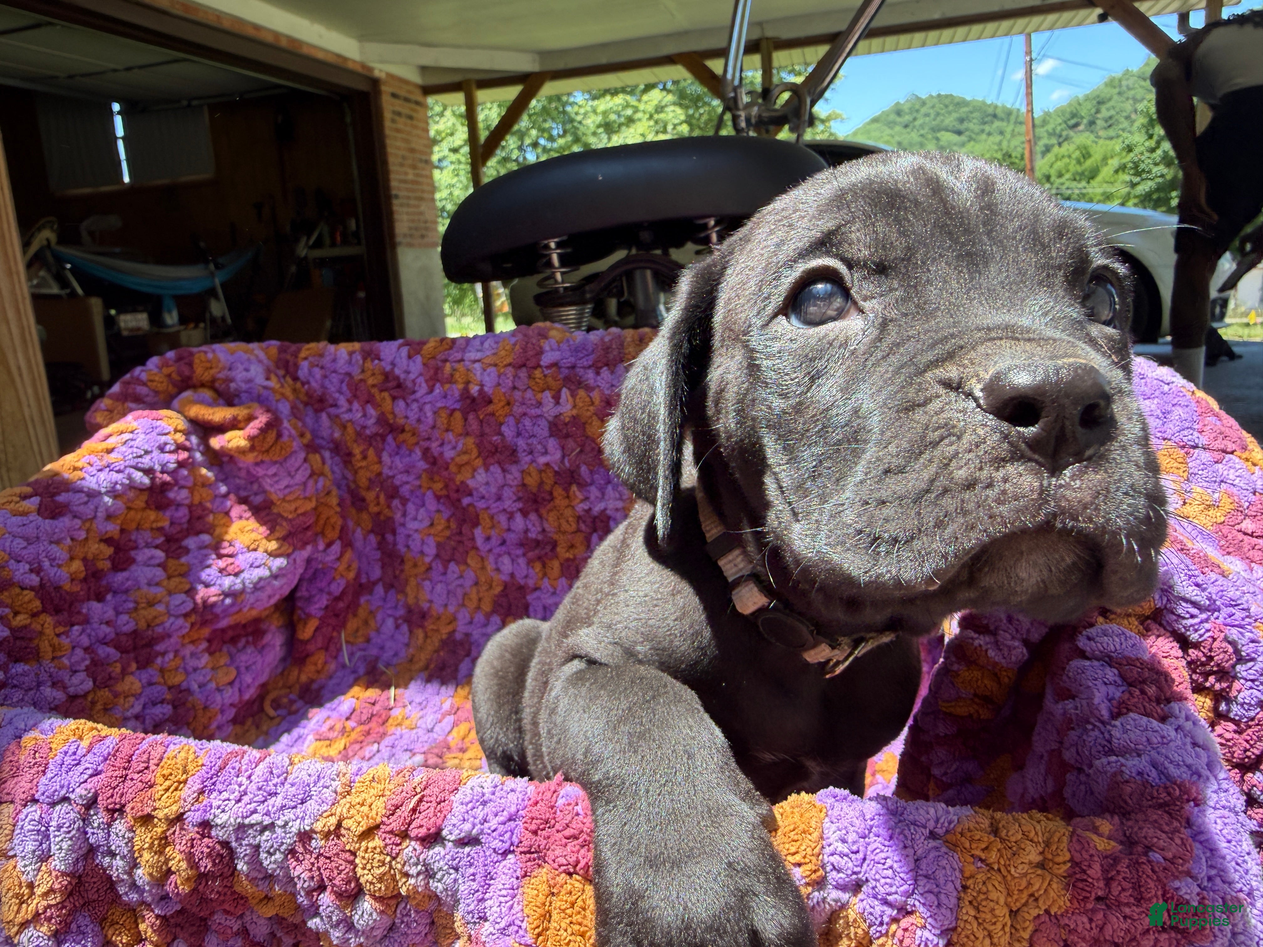 Cane Corso dogs Cane Corso Puppy Grey  - Ad 27