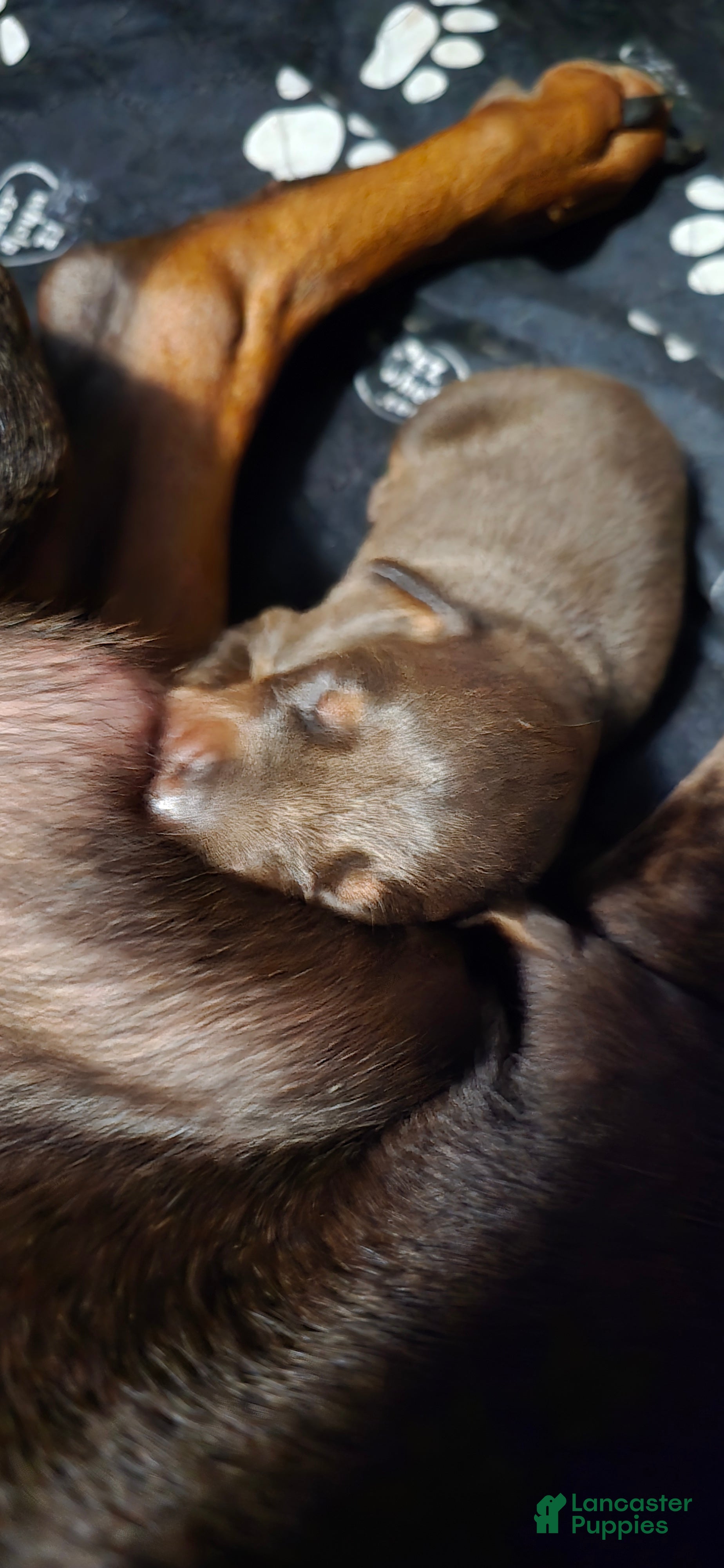 Doberman Pinscher dogs Copper - Ad 2