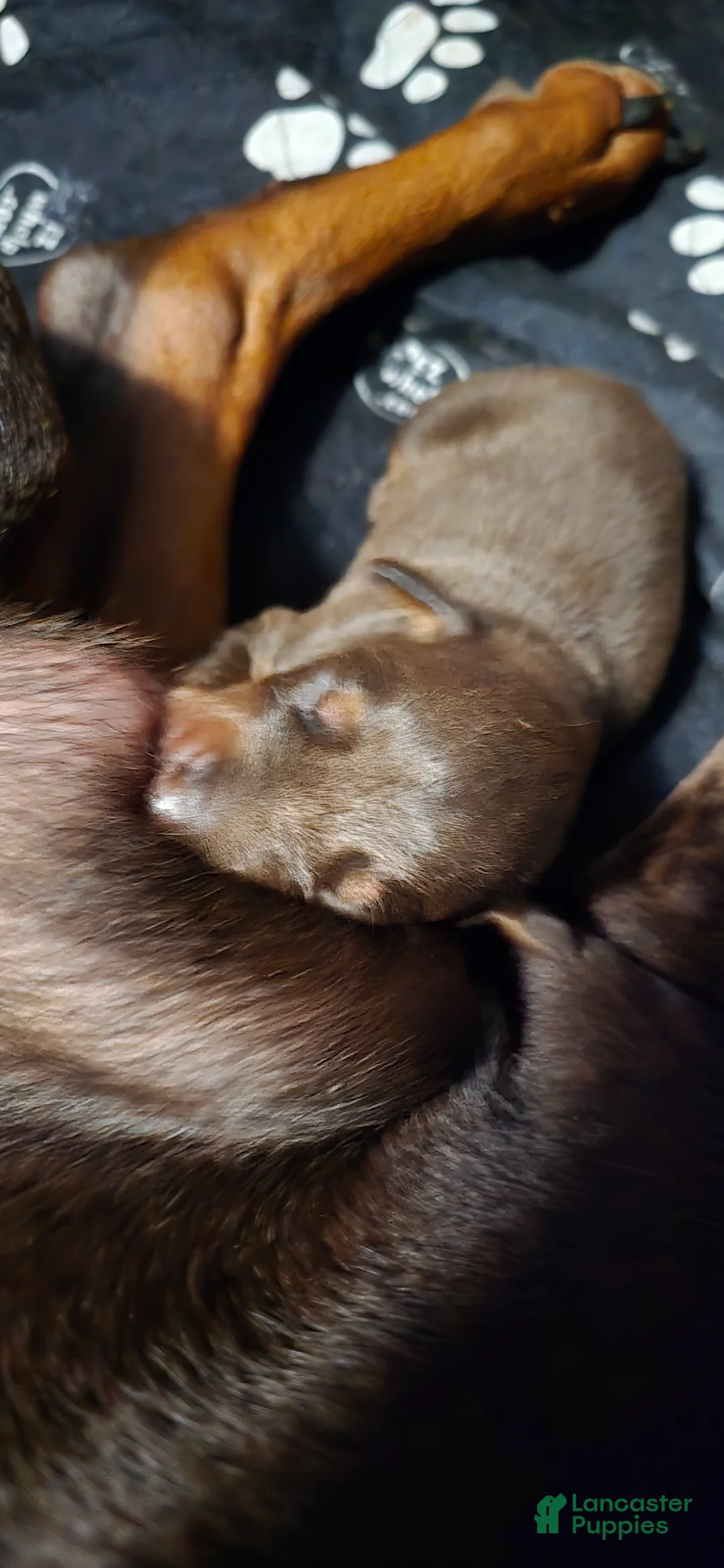 Doberman Pinscher dogs for sale: Copper - Ad 2