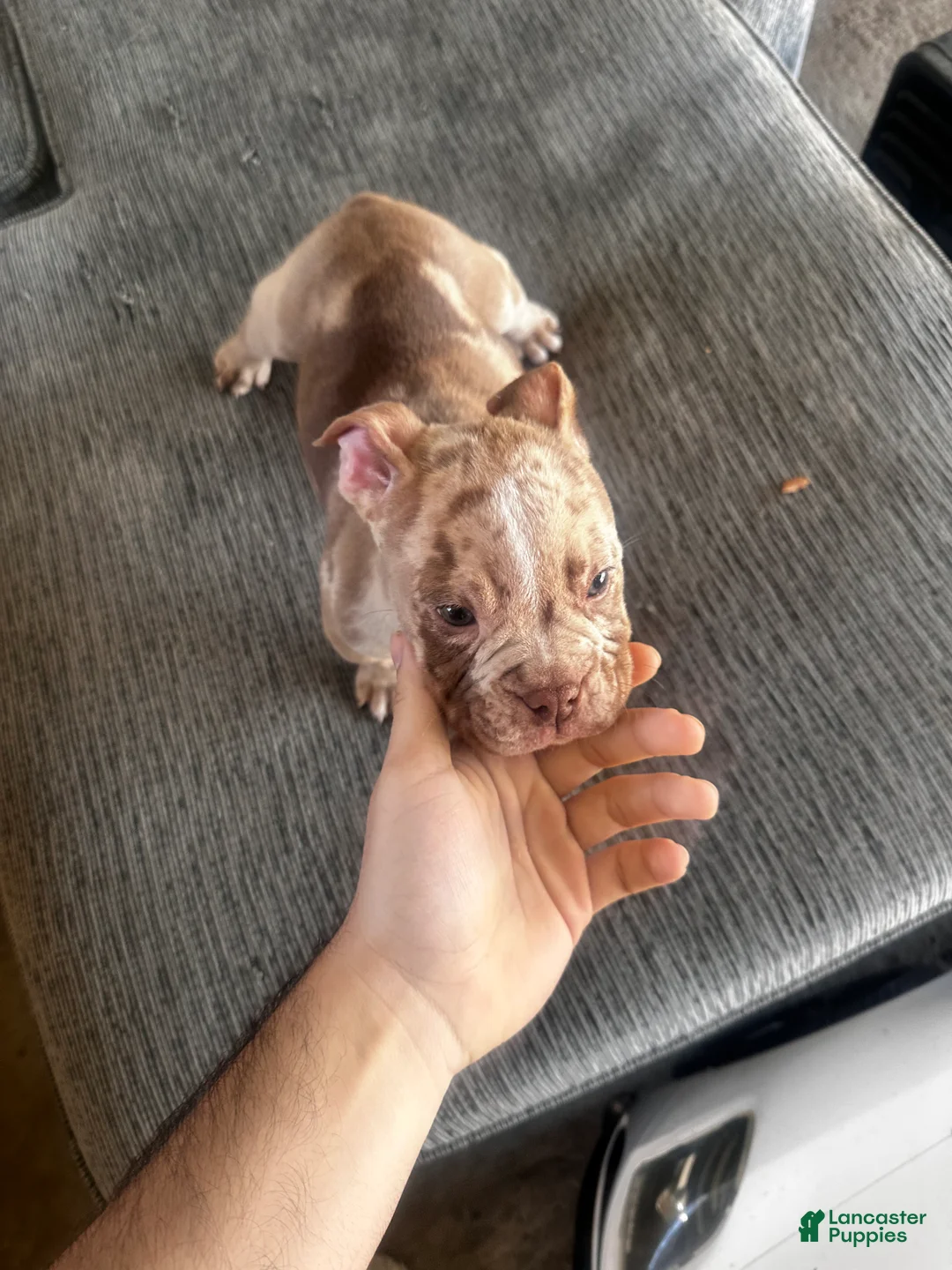 Mixed Breed dogs for sale: Merle male - Ad 3