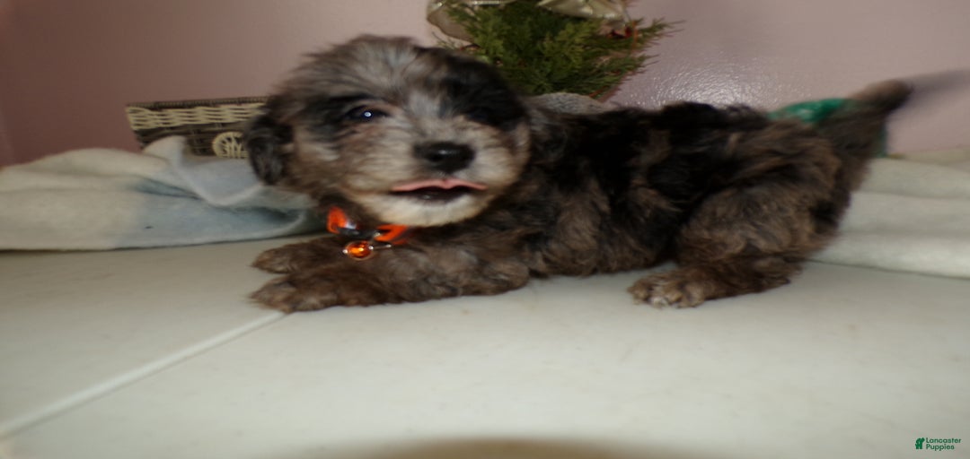 Gallery Image {{count}}