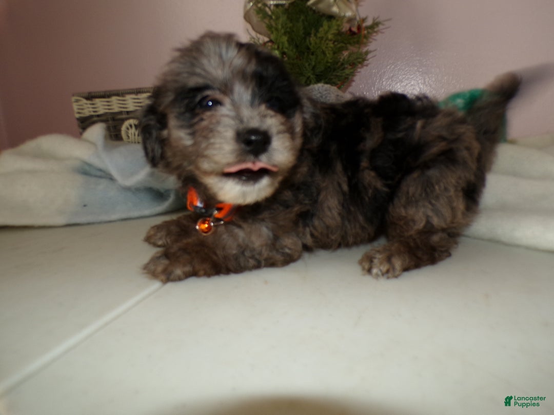 Gallery Image {{count}}