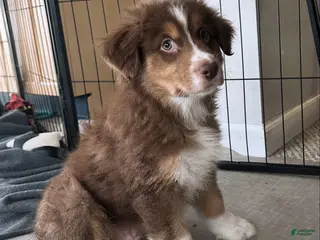 Australian Shepherd dogs Alchemy Olive - Ad 7